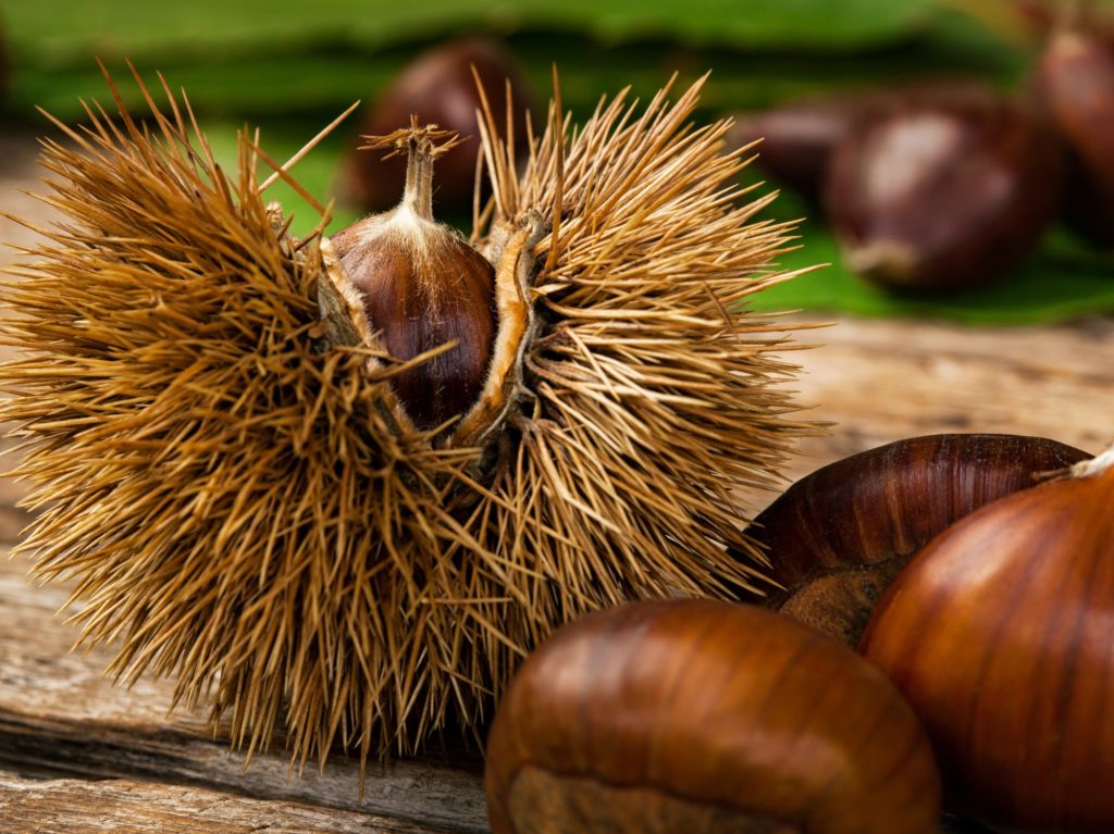 Chestnuts and chestnut bur.